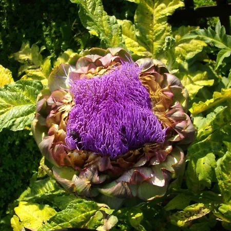 Sole E Ventu 50qm Διαμέρισμα