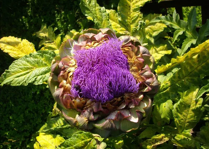 Sole E Ventu 50qm דירה